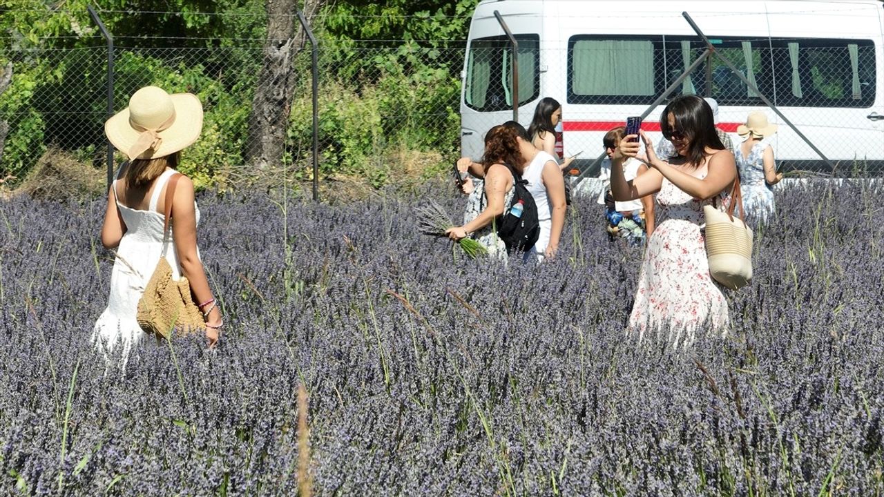 Fethiye'de Renkli Lavanta Hasadı