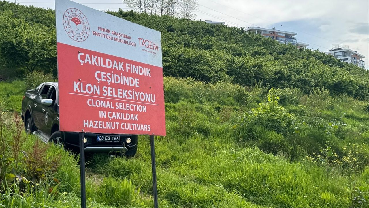 Giresun'da Yeni Fındık Çeşidi Geliştirme Projesi