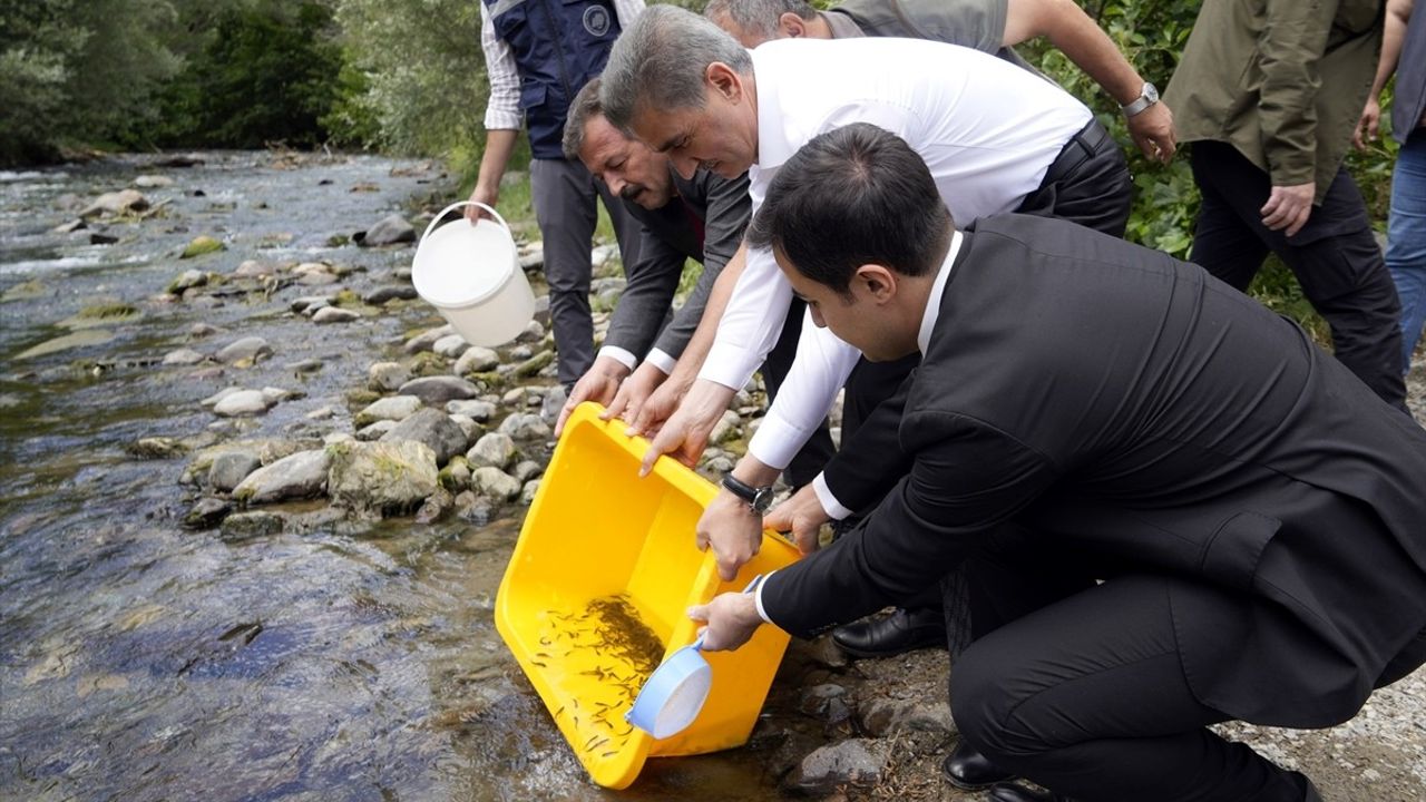 Gümüşhane'de 10 Bin Alabalık Yavrusu Çit Deresi'ne Bırakıldı