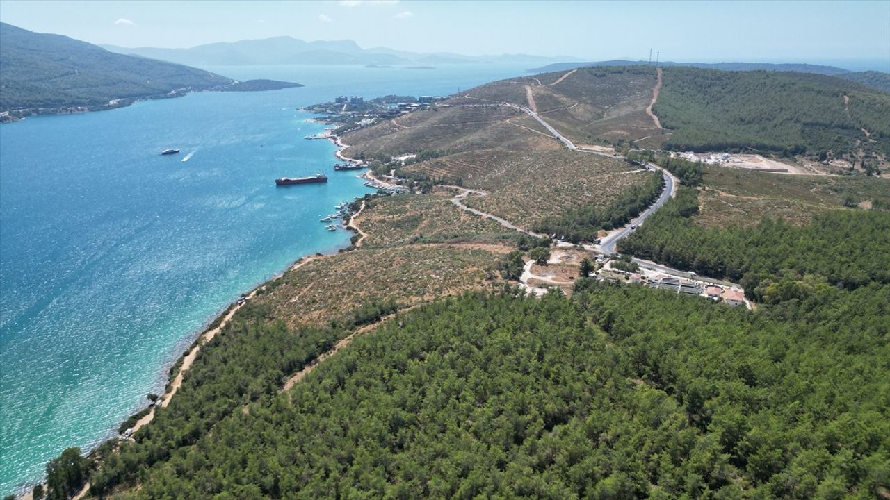 Güvercinlik'teki Yangın Alanları Yeniden Yeşeriyor