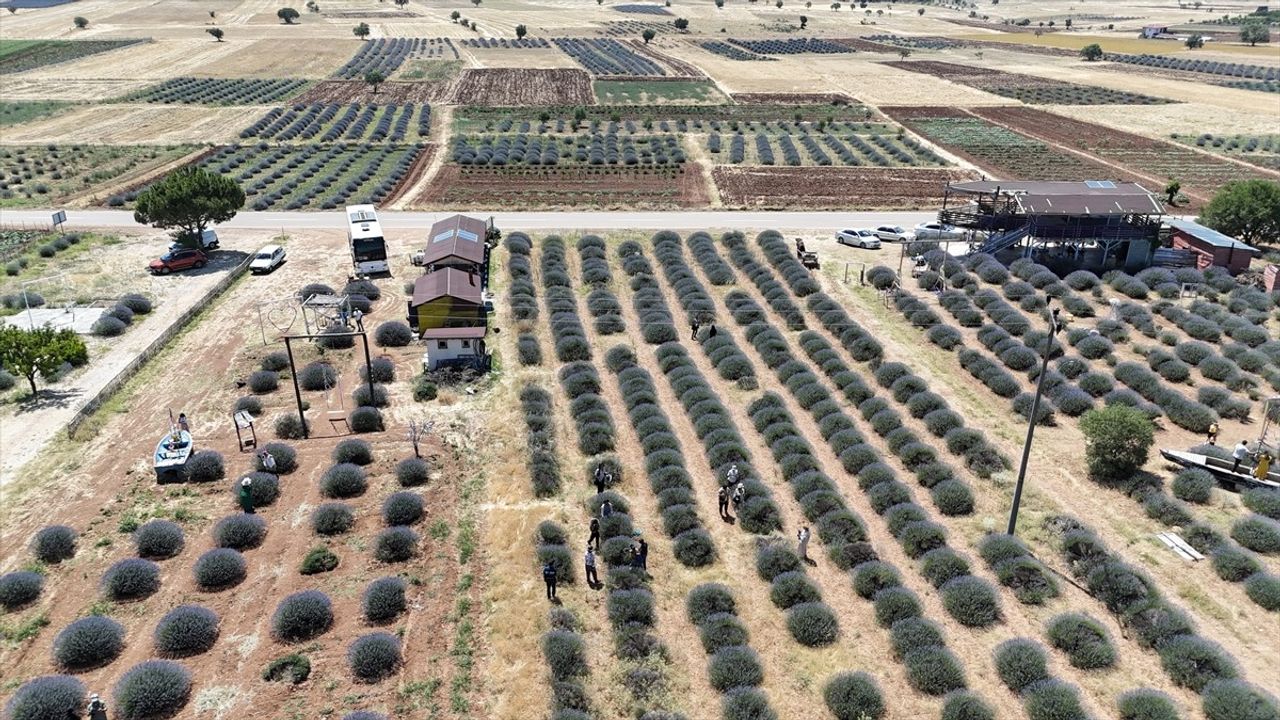 Isparta'nın Kuyucak Köyü: Lavanta Bahçeleri ile Ziyaretçi Akınına Uğruyor