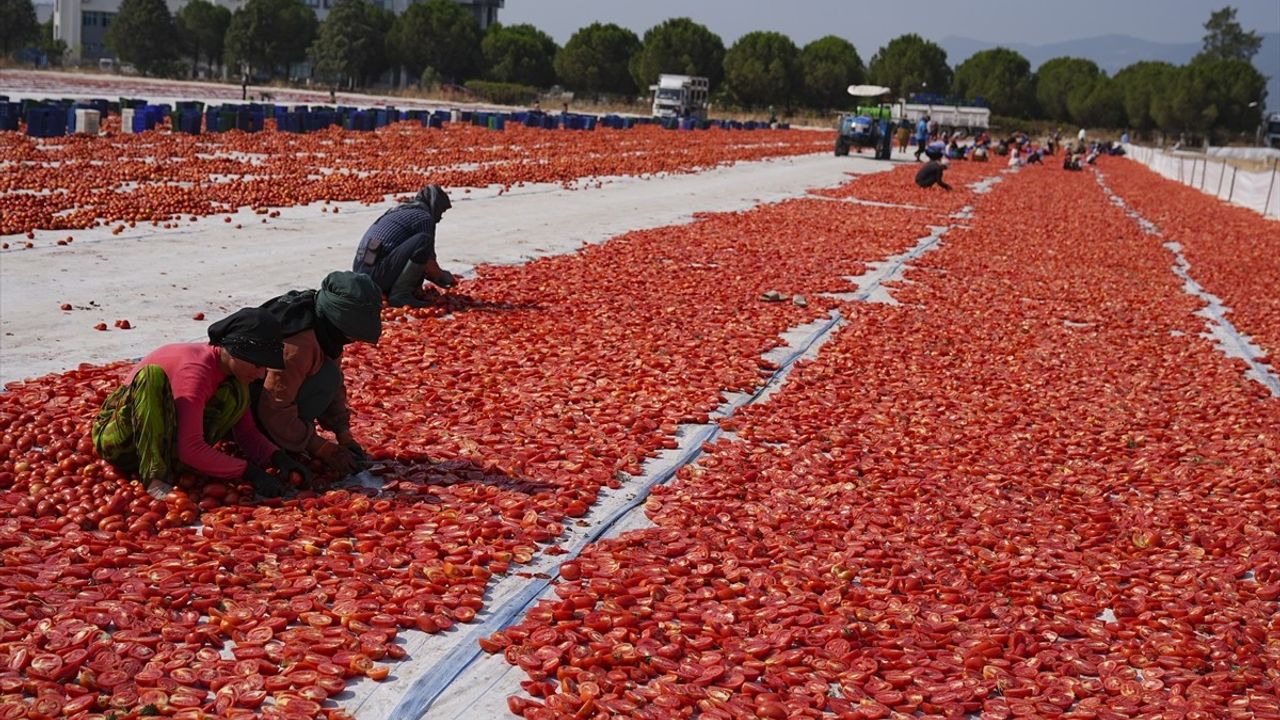 İzmir'de Kuru Domates Hasadı Başladı