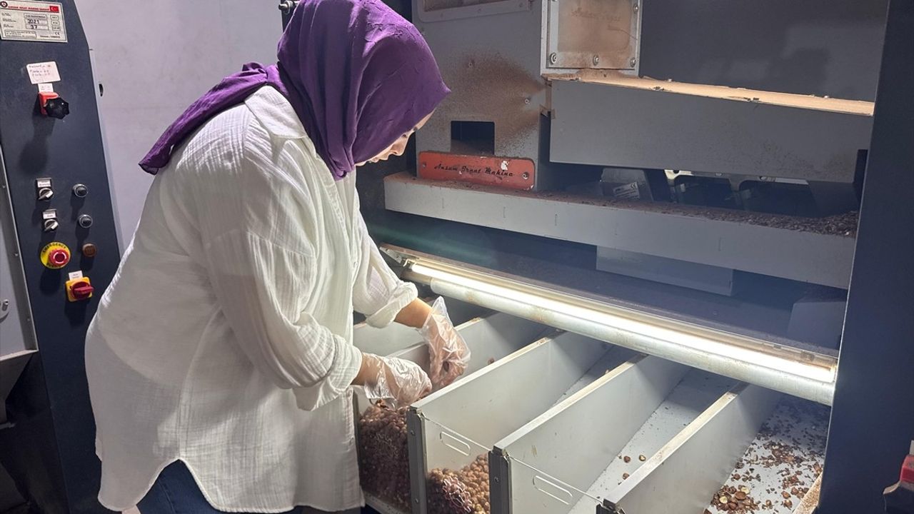 Kadın Girişimciden Fındık İşleme Tesisi: Aysun Gündoğdu