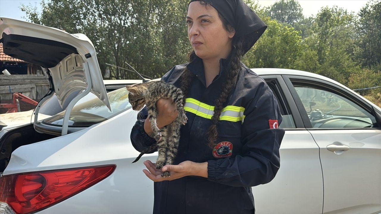 Karabük'teki Orman Yangınında Yaralı Kediye Hayvanseverlerden Destek