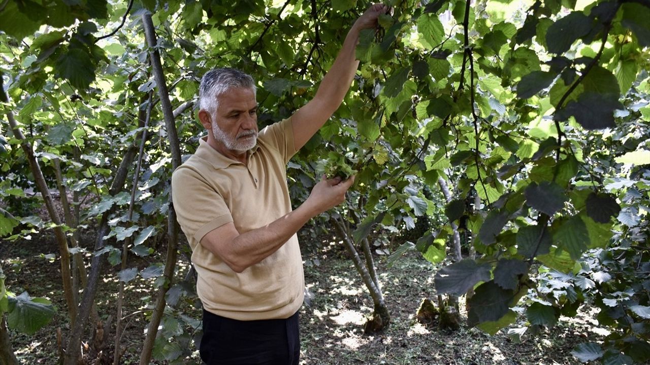 Karadeniz Fındık Hasadına Hazırlanıyor