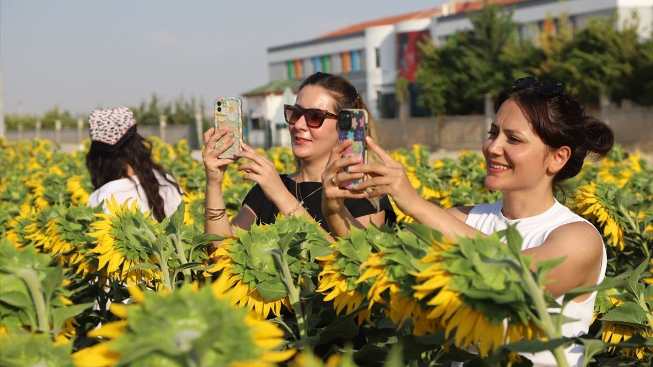 Karaman'daki Ayçiçeği Tarlaları: Fotoğraf Tutkunlarının Cenneti