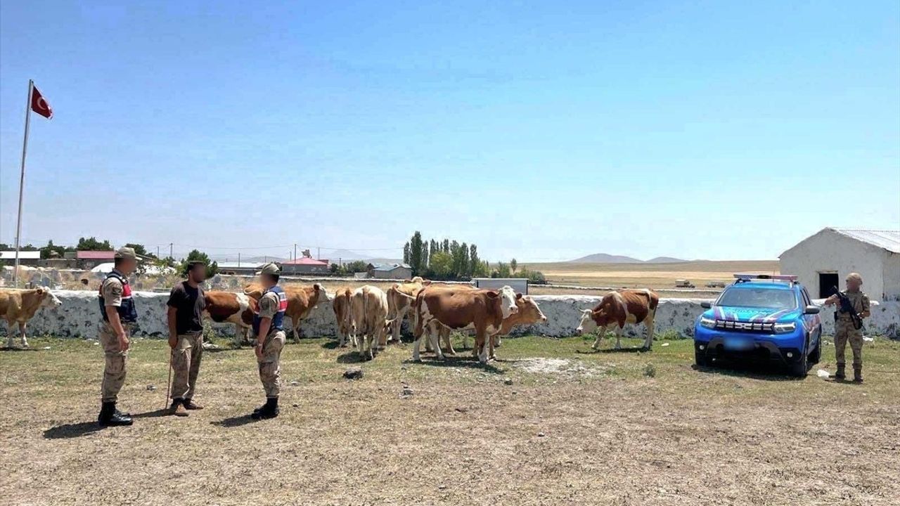 Kars'ta Kaybolan 10 Büyükbaş Hayvan Bulundu