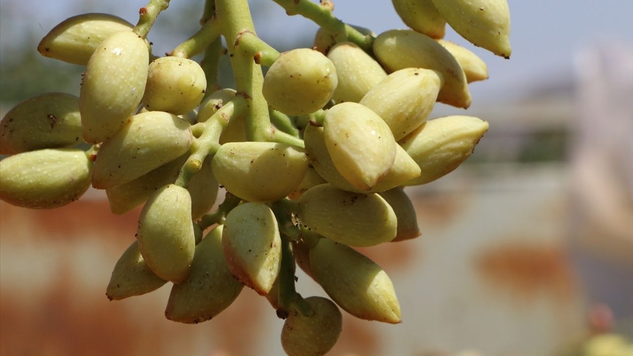 Kilis'te Boz Antep Fıstığı Hasadı Başladı