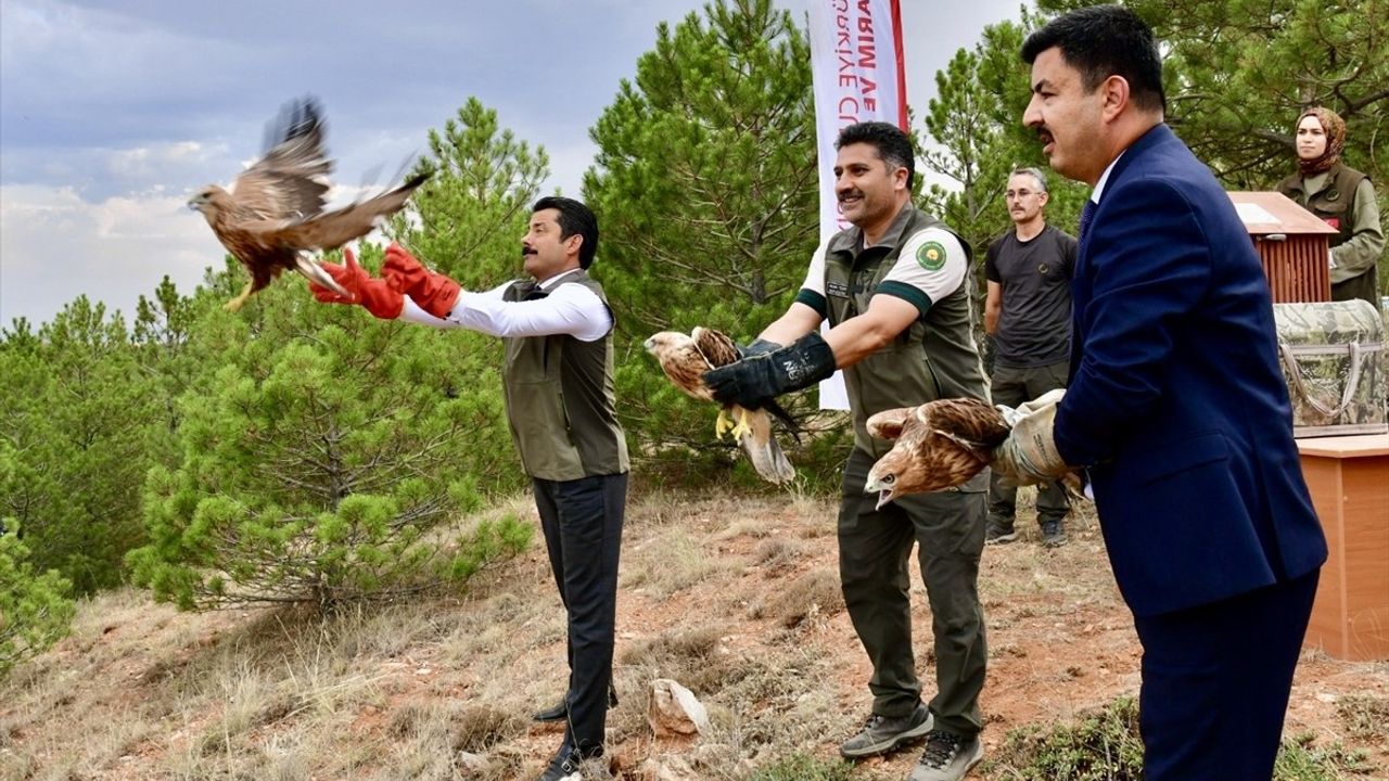 Kırşehir'de 25 Yaralı Kuş Doğaya Salındı