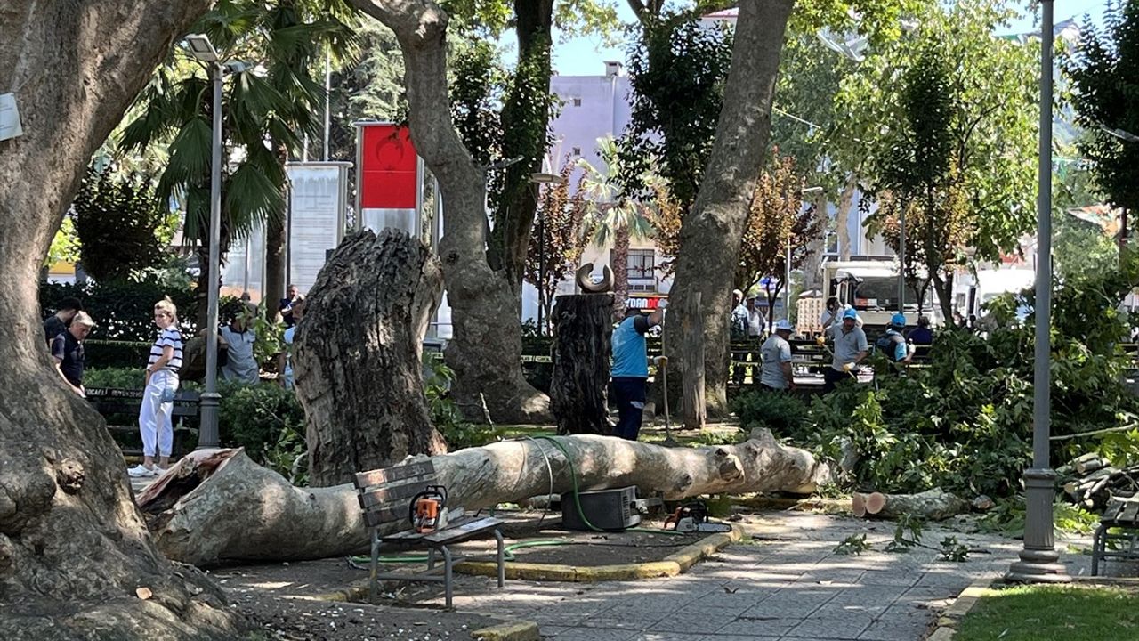 Kocaeli'de Ağaç Dalı Faciası: 1 Ölü, 2 Yaralı
