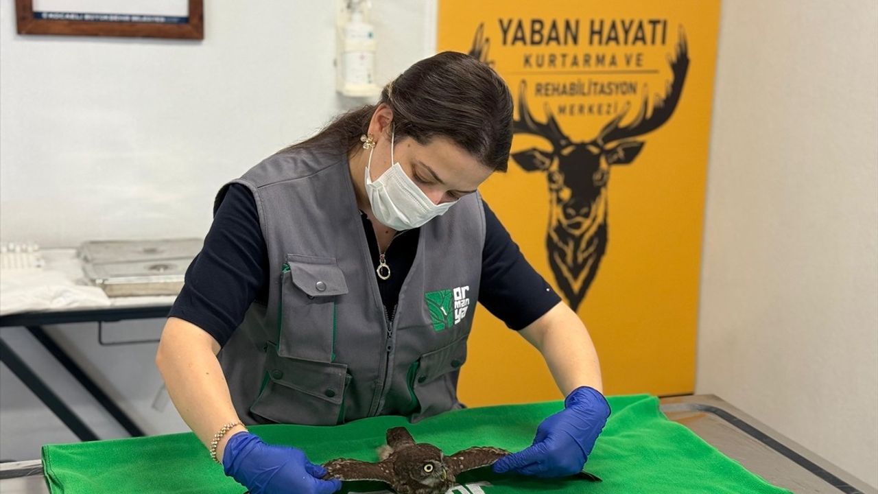 Kocaeli'de Mahsur Kalan İki Baykuş Kurtarıldı
