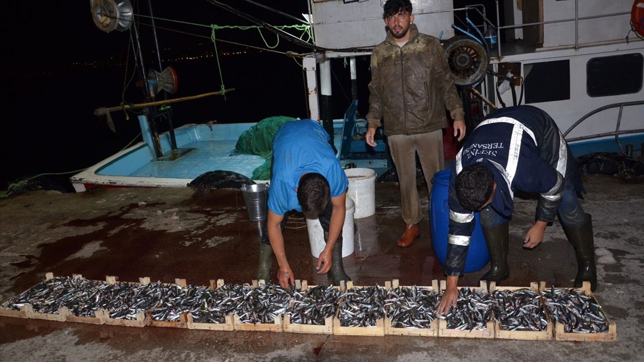 Kocaeli Ereğli Balık Hali'nde Mezat Hareketliliği Devam Ediyor