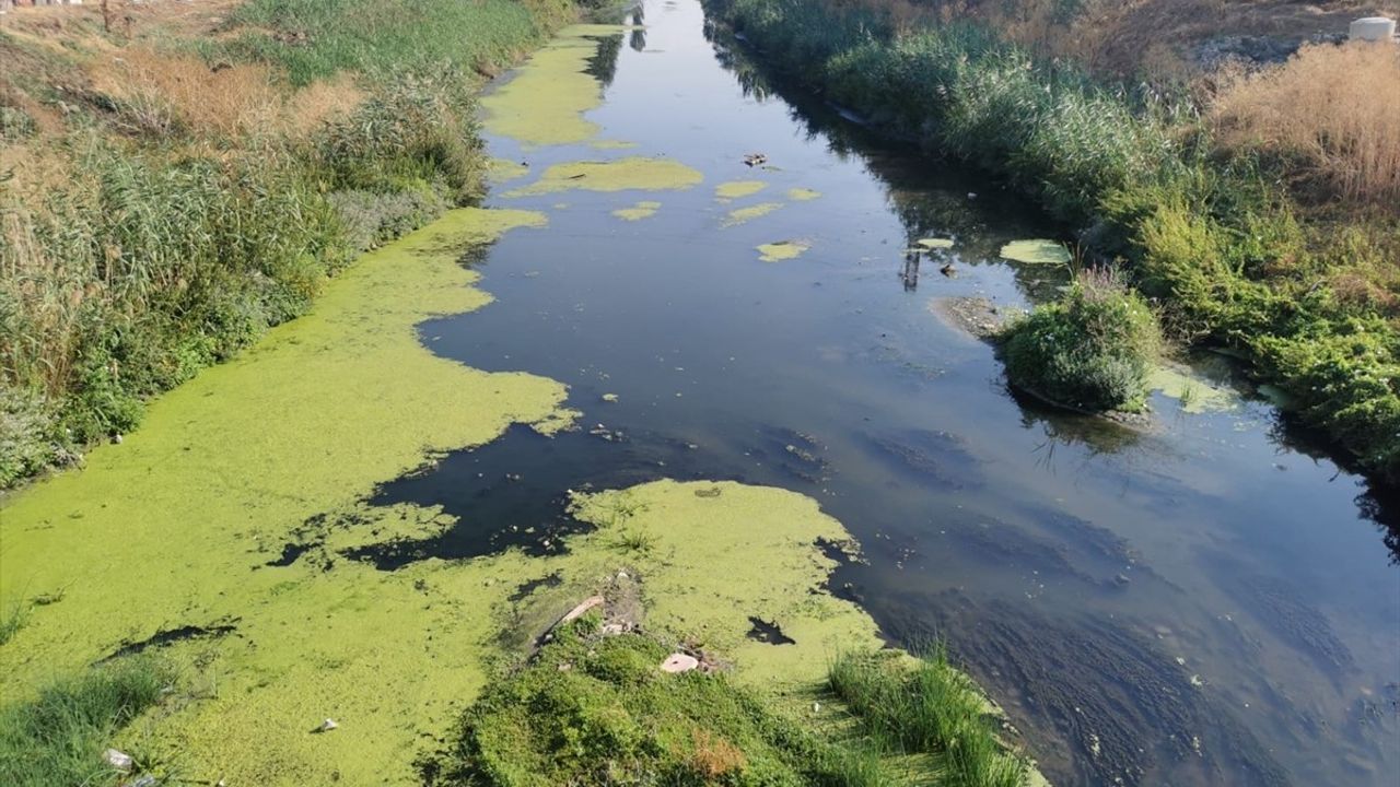 Lüleburgaz Deresi'nde Yosunlanma Sorunu