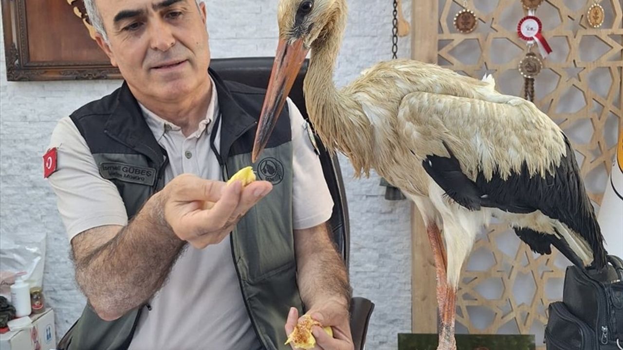 Mersin'de Yaralı Leylek Orman Ekiplerine Sığındı