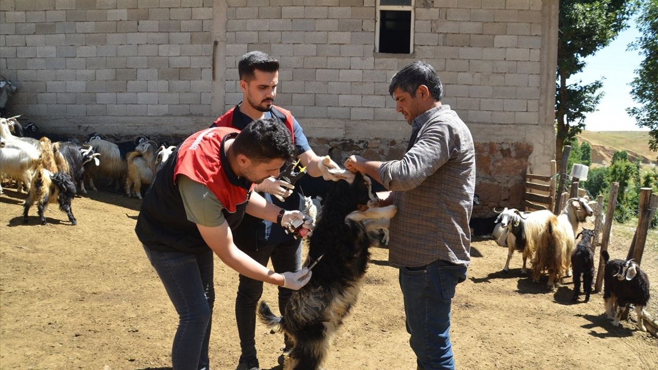 Muş'ta Küçükbaş Hayvan Aşılaması ve Kayıt Projesi