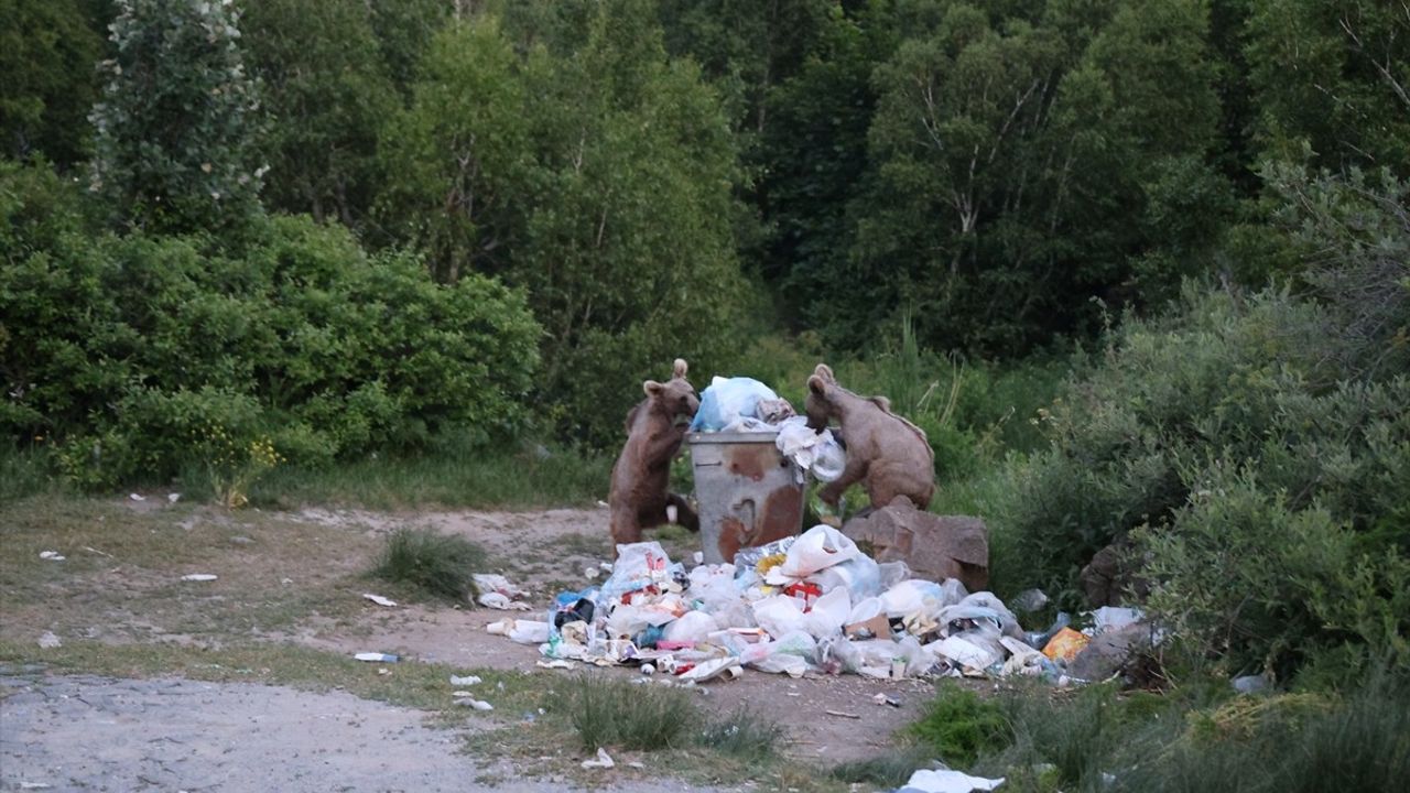 Nemrut Kalderası'ndaki Bozayılar Ziyaretçileri Büyülüyor