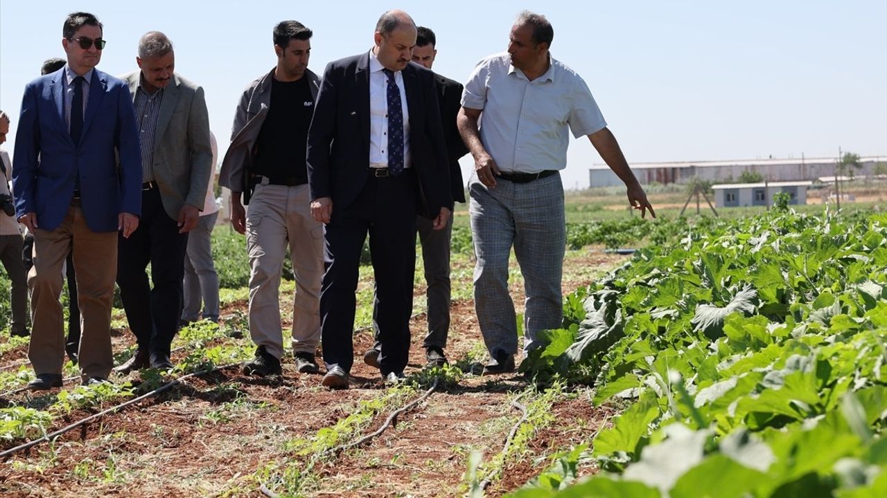 Şanlıurfa'da Ata Tohumları Yeniden Üretime Kazandırılıyor