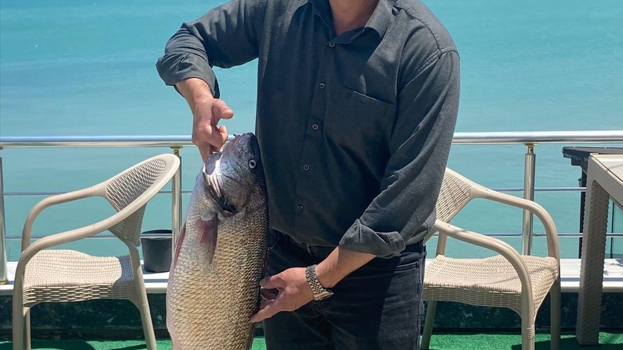 Sinop'ta 6,5 Kilogramlık Beyaz Kötek Balığı Avlandı