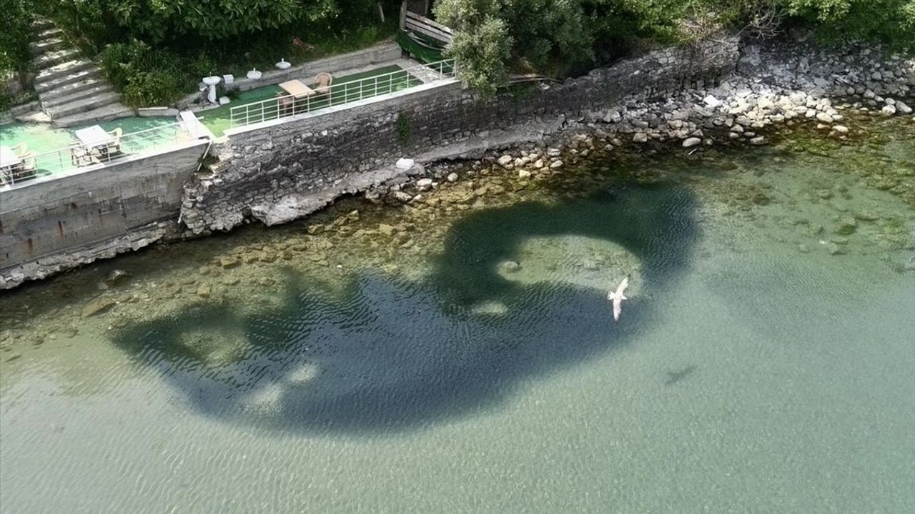 Sinop'ta Deniz Suyunda Ani Soğuma Balıkları Kıyıya Vurdu