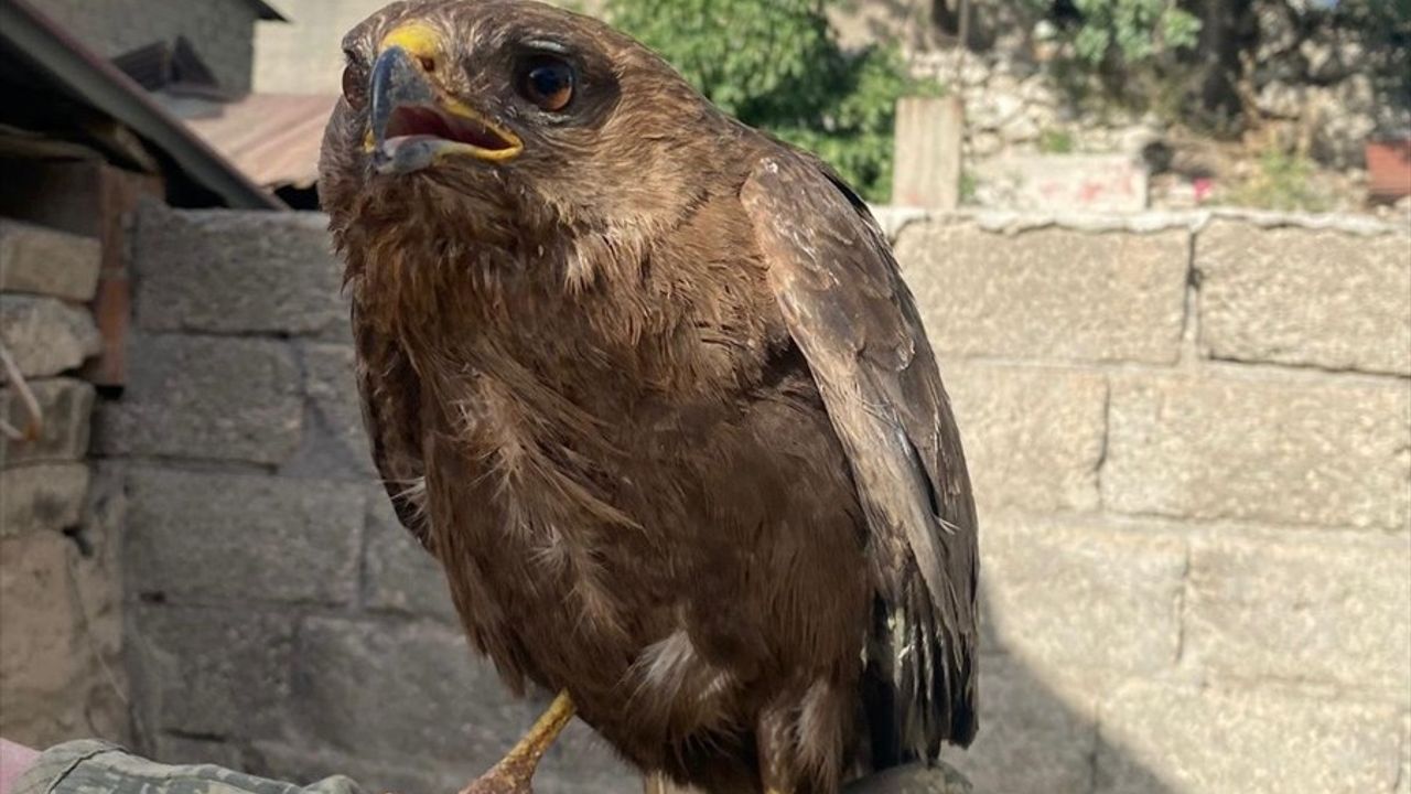 Şırnak'ta Yaralı Kızıl Şahinler Tedavi Altına Alındı