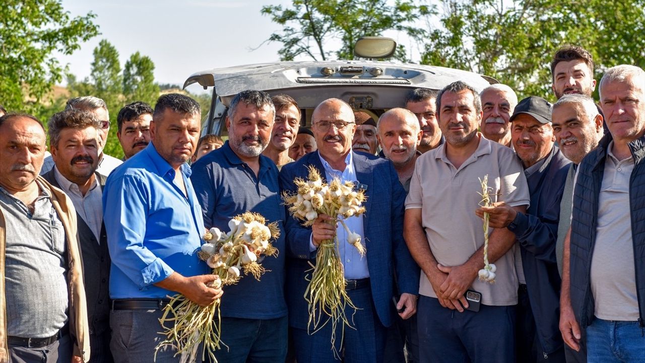 Taşköprü Sarımsak Pazarı Sezonu Açıldı