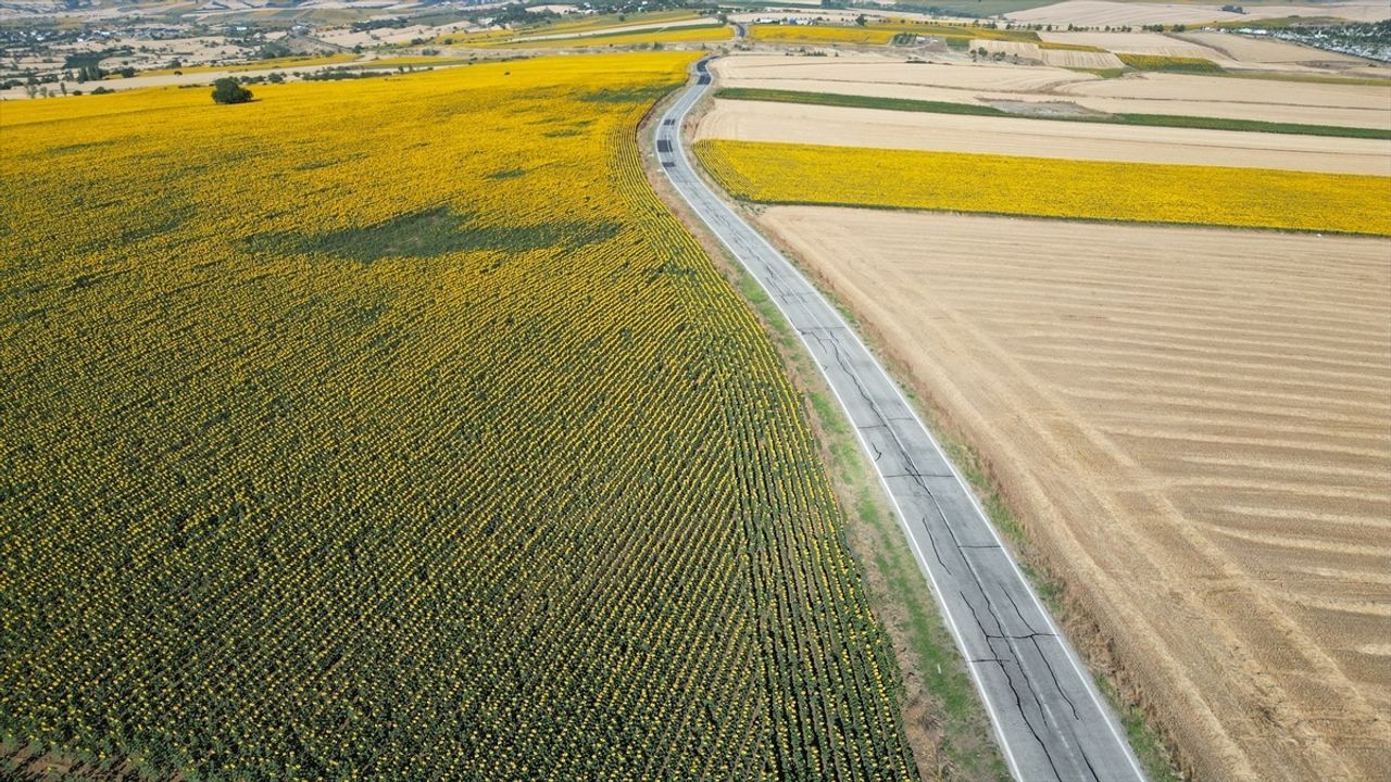 Tekirdağ'a Renk Katan Gündöndü Tarlaları