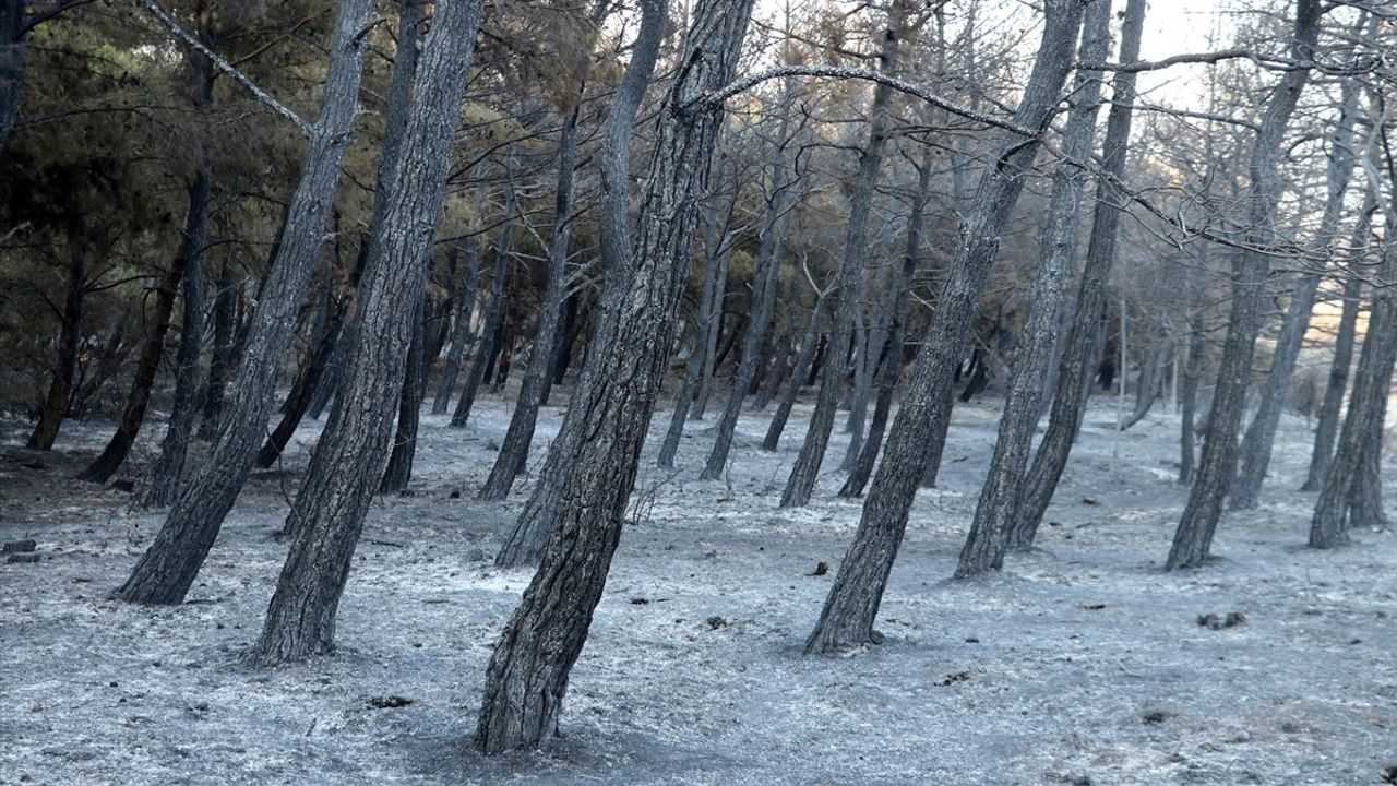 Tekirdağ Şarköy'deki Orman Yangını Kontrol Altına Alındı