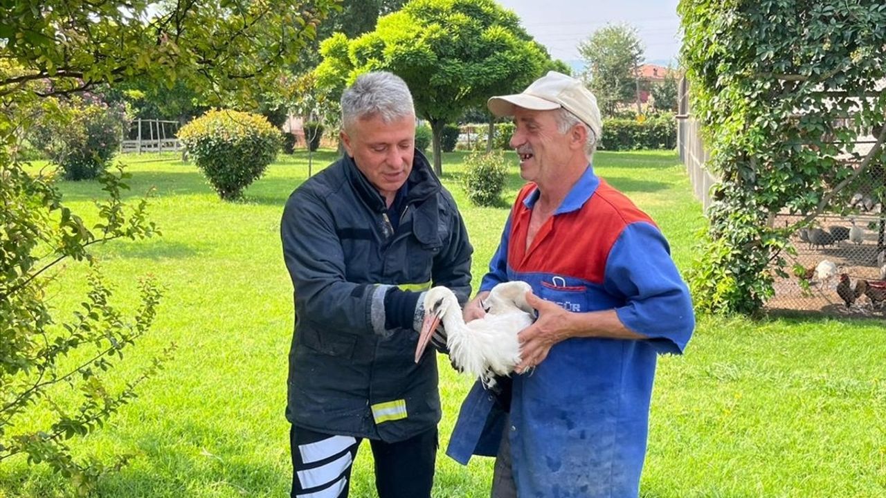 Tokat'ta Yaralı Leylek Kaza Sonrası Kurtarıldı