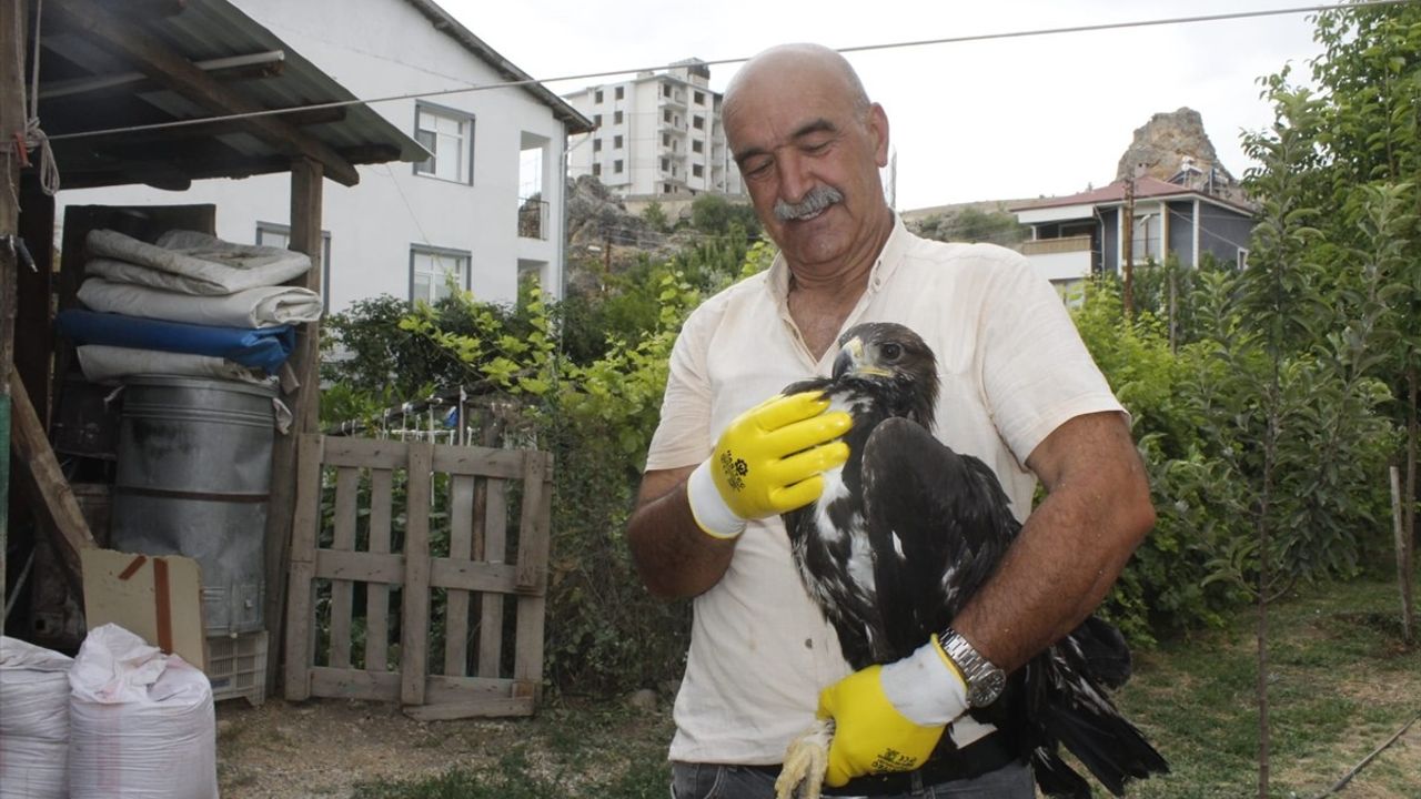Tunceli'de Bulunan Kaya Kartalı Koruma Altında