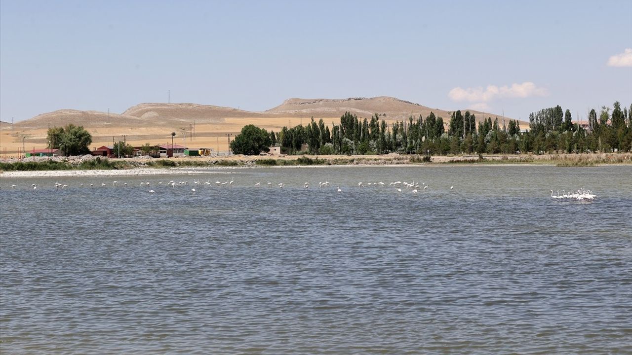 Ulaş Gölü'nde Flamingo Ziyareti