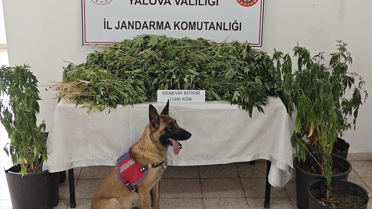Yalova'da Yasa Dışı Hint Keneviri Yetiştiren Şüpheli Tutuklandı