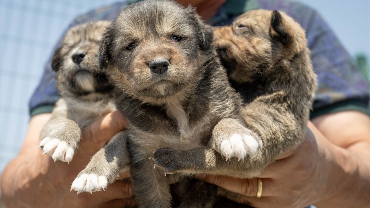 Yangından Kurtarılan Üç Yavru Köpek Ankara'da Koruma Altına Alındı