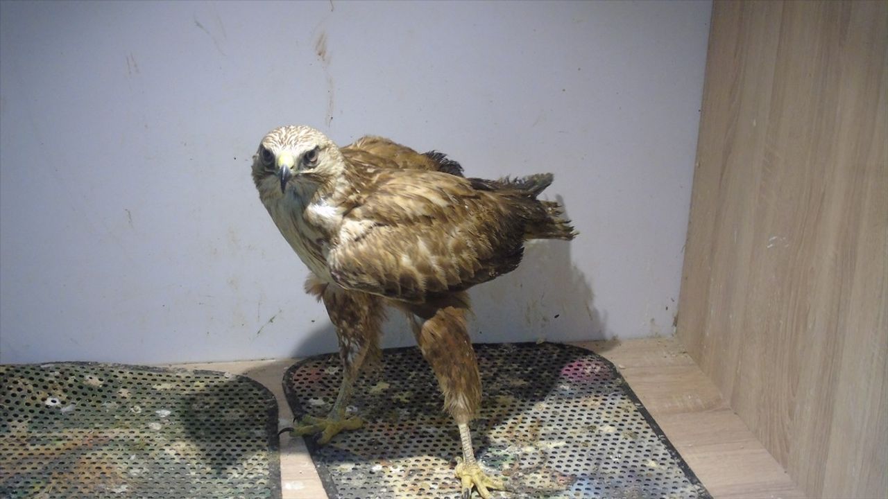 Yaralı Kızıl Şahin Veterinere Emanet Edildi