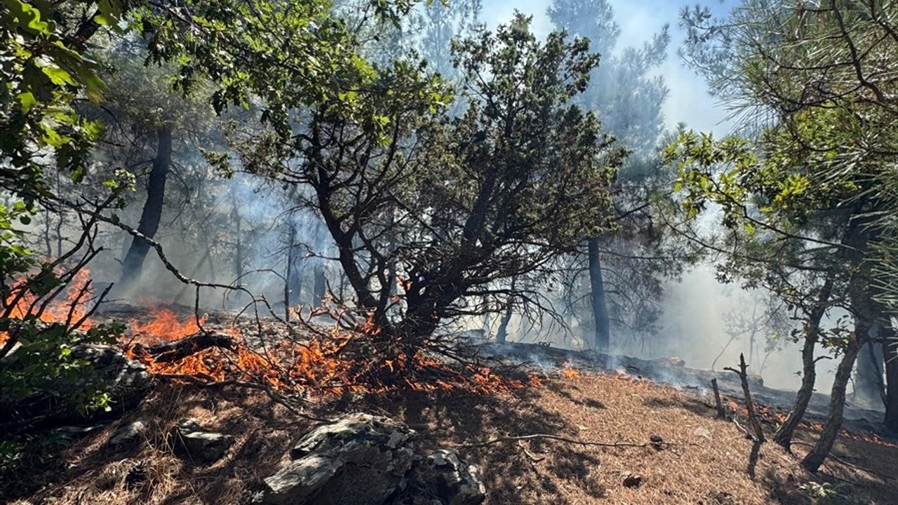 Adana Feke'de Orman Yangını