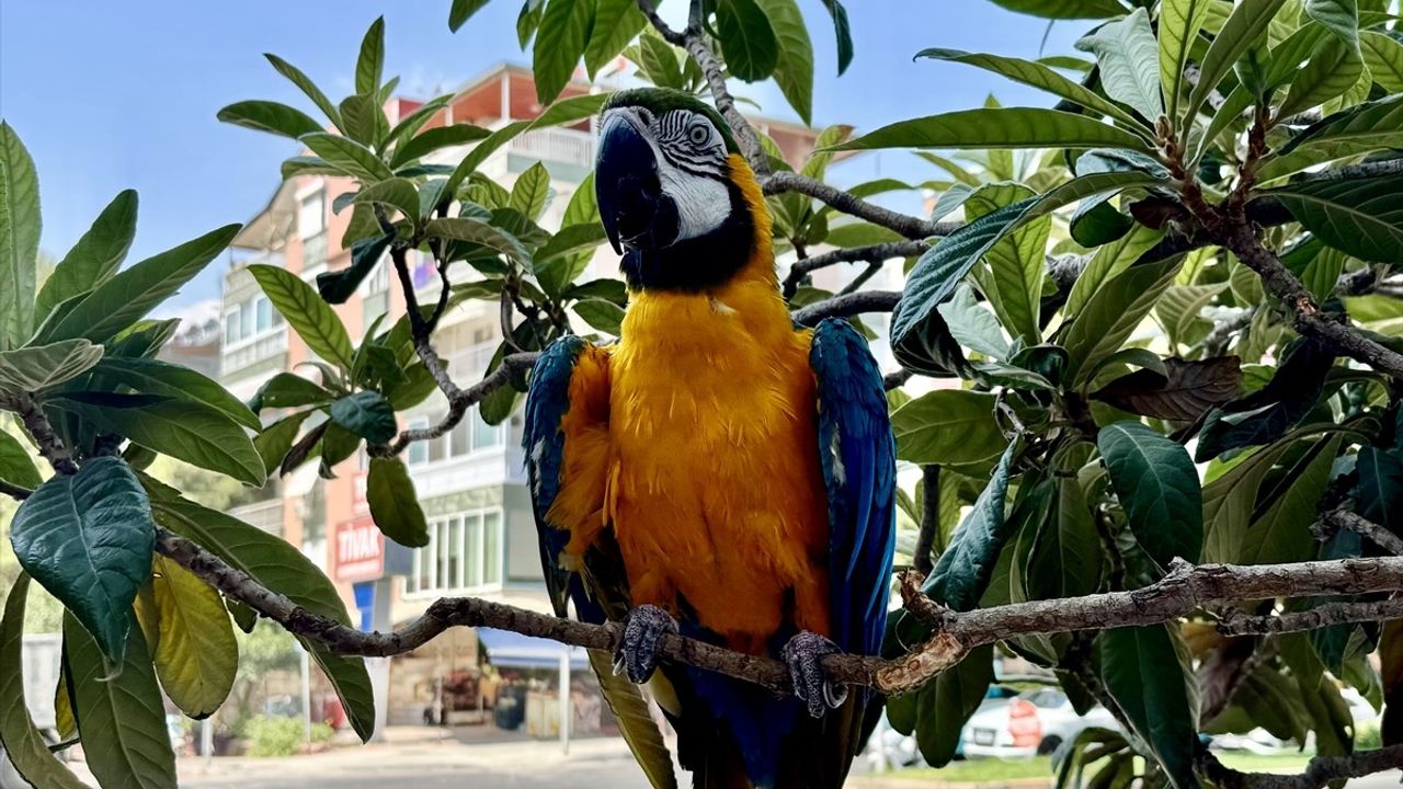 Antalya'da Çalınan Papağan Bulundu