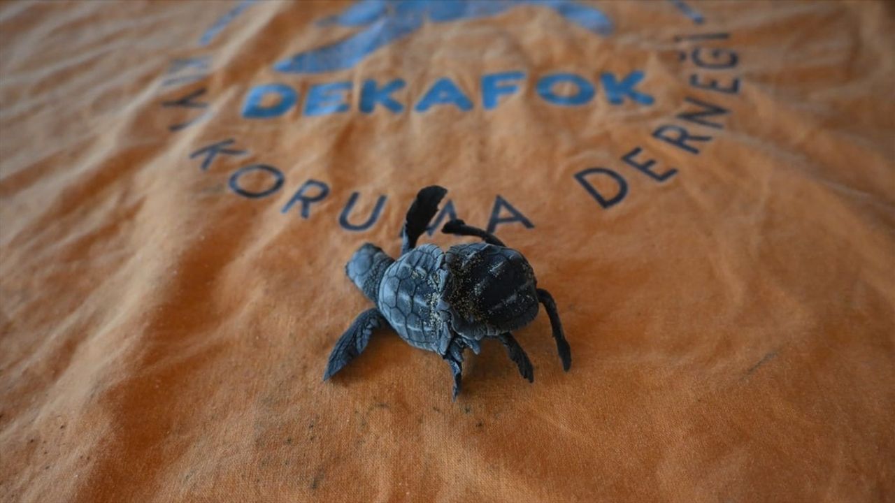 Antalya'da Nadir Görülen Siyam İkizi Caretta Caretta Bulundu