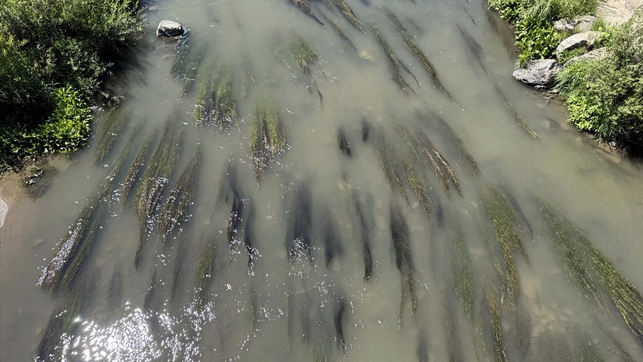 Ardahan'da Kura Nehri Yosunlarla Kaplandı