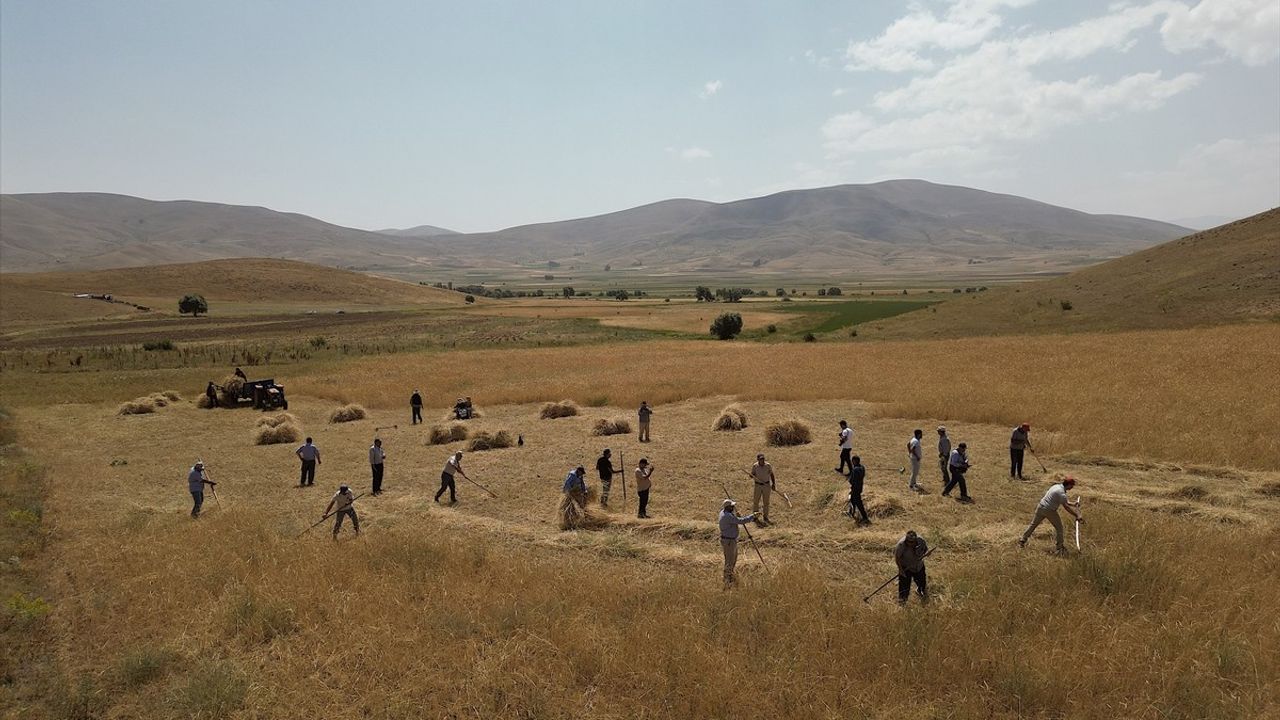 Bayburt'ta Asırlık Aletlerle Hasat Coşkusu