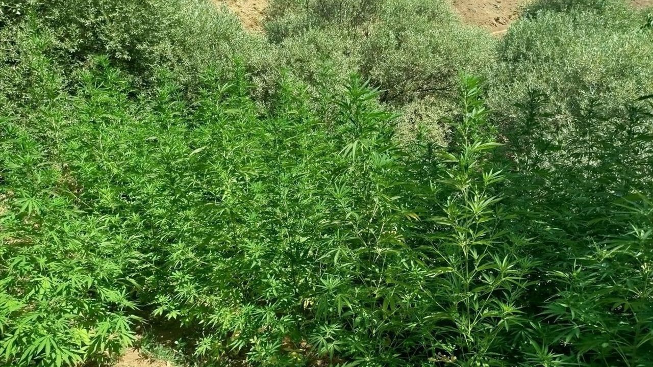 Bingöl'de Jandarma Operasyonu: 1040 Kök Hint Keneviri Ele Geçirildi