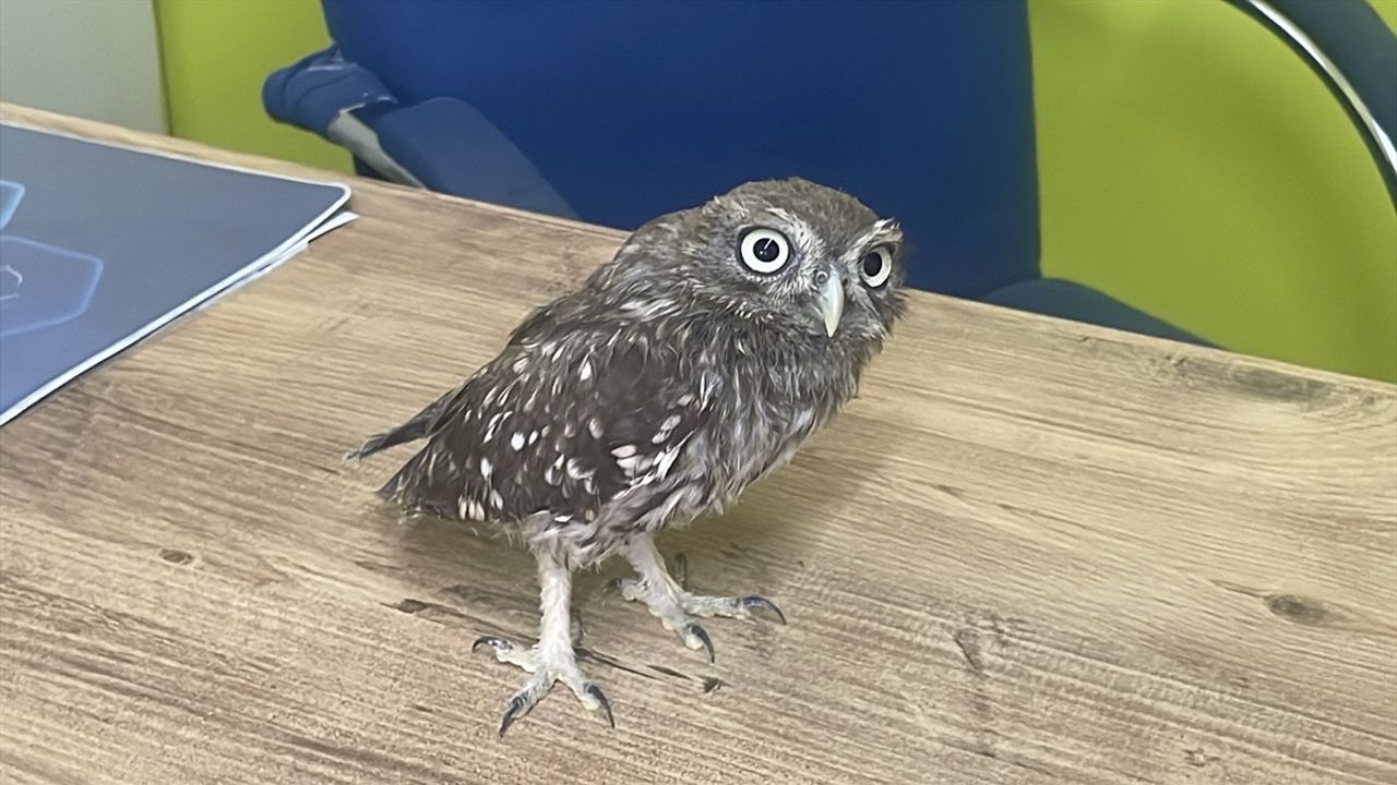 Bolu'da Bitkin Bulunan Baykuş Yavrusu Koruma Altına Alındı