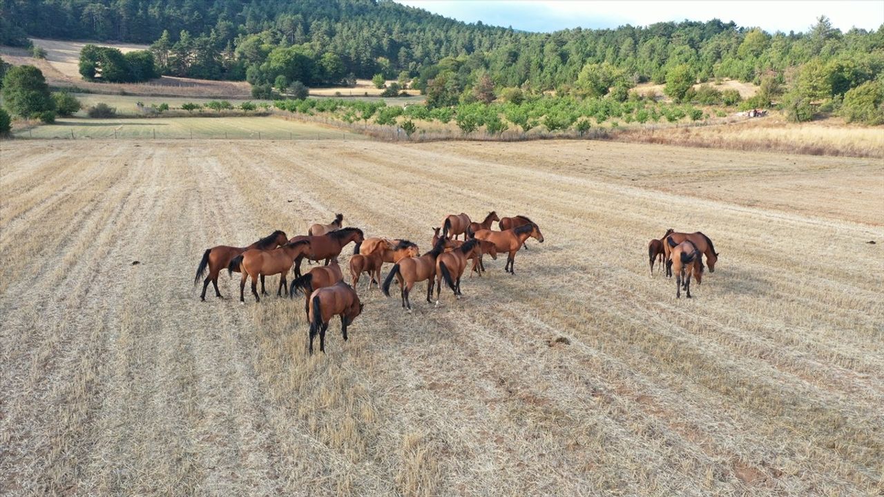 Bolu Dağı'nda Yılkı Atları Taylarıyla Görüntülendi