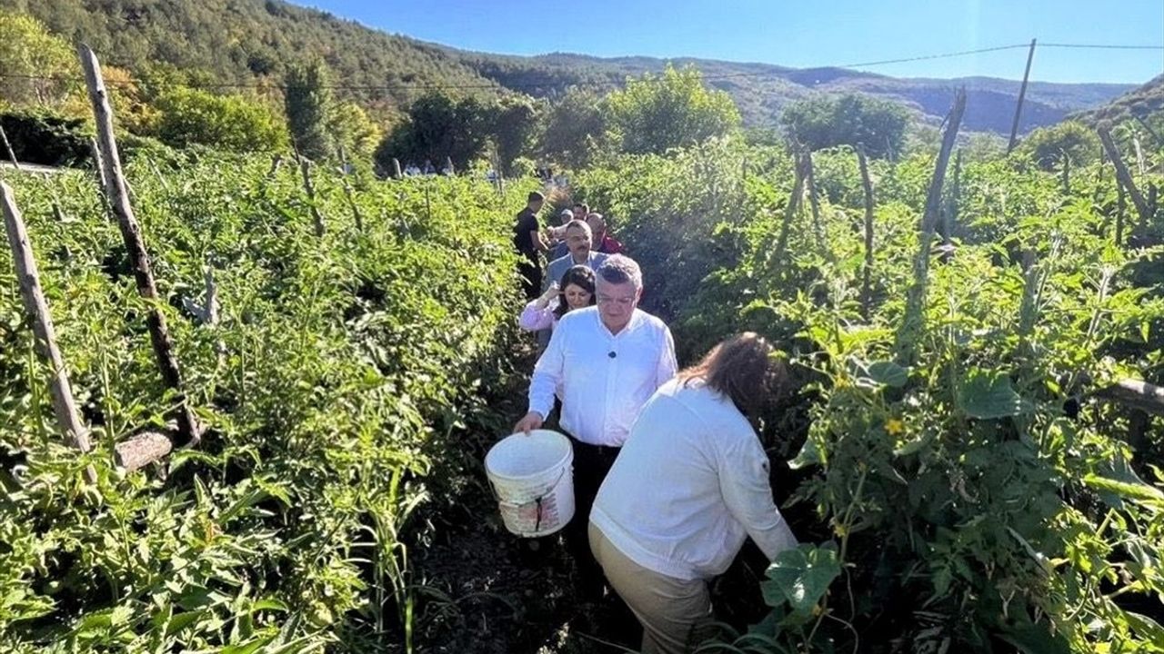 Boyabat Gazidere Domatesinin Hasadı Başladı