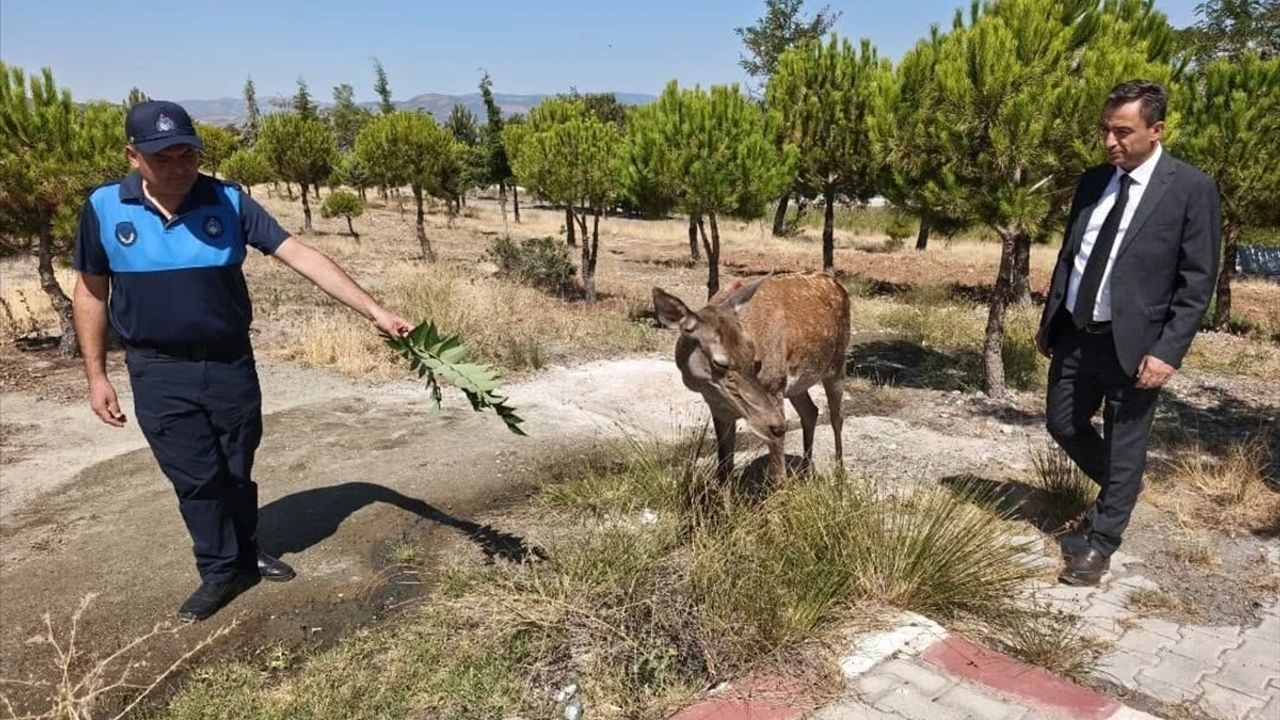 Burdur'da Salda Gölü'ne İnen Geyik Sevinci