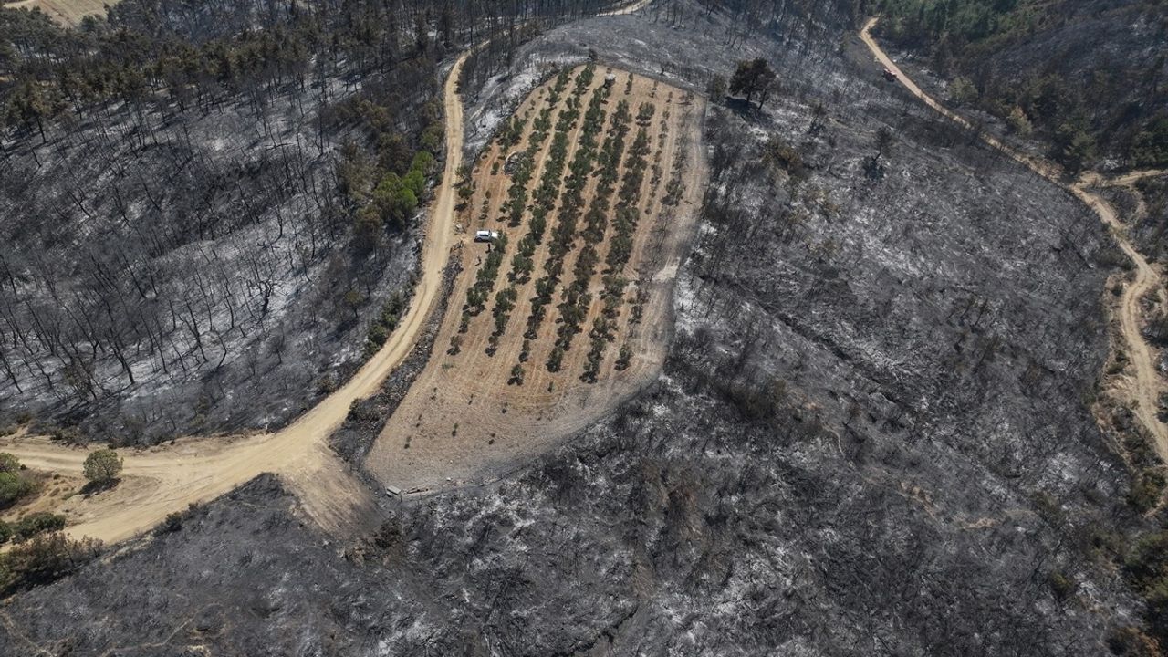 Çanakkale'deki Orman Yangını Zeytinliği Koruya Bildi