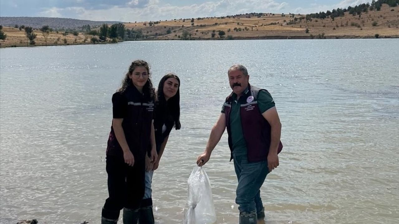 Çerkeş'te 320 Bin Sazan Yavrusu Suya Salındı