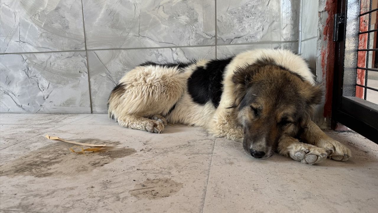 Ceylan Ertem'in Sahiplendiği Köpek, Ahbap Derneği Gönüllüsüne Teslim Edildi