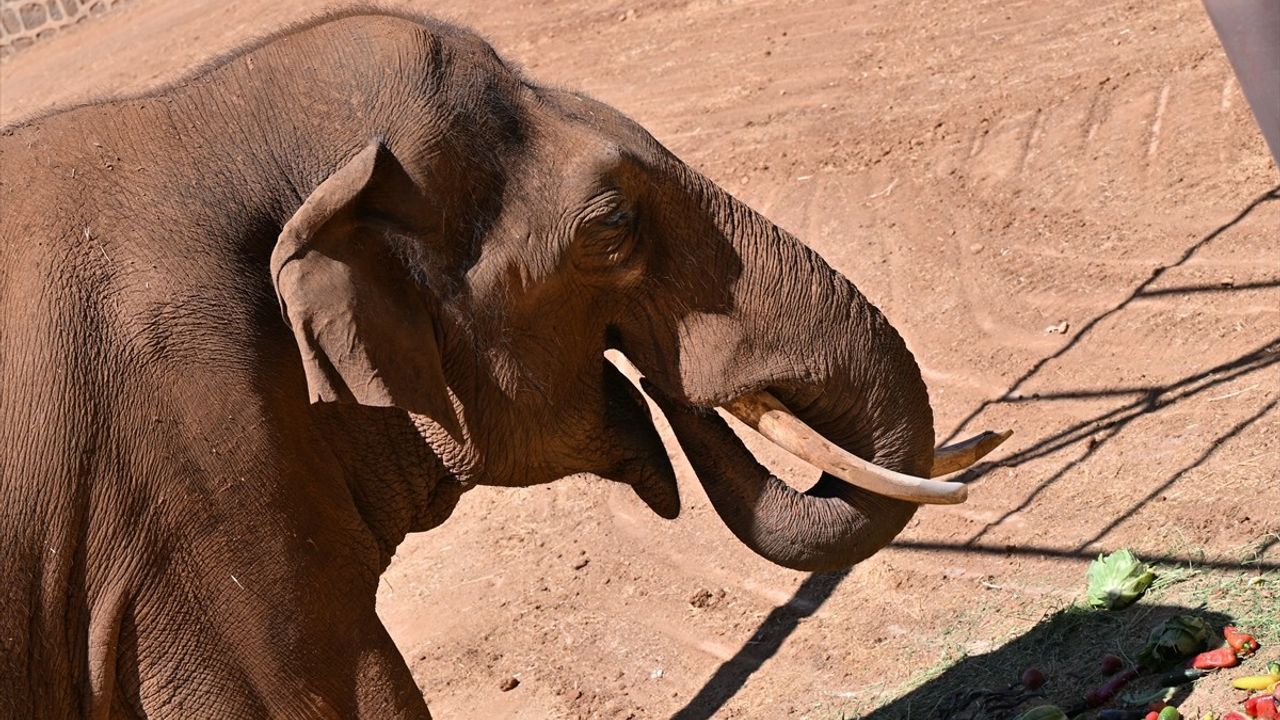 Dünyanın İlk Tüp Bebek Fili Gabi'ye Özel Menü Hazırlandı