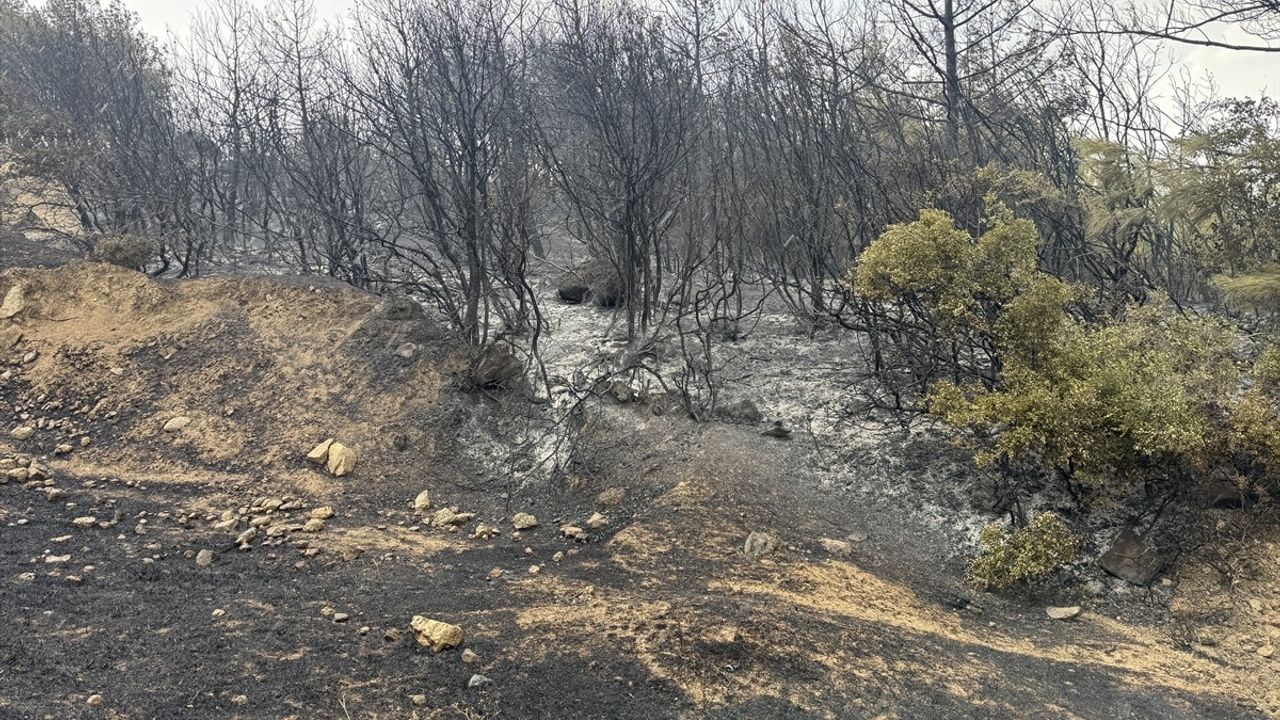 Edirne'de Orman Yangınına Hızla Müdahale