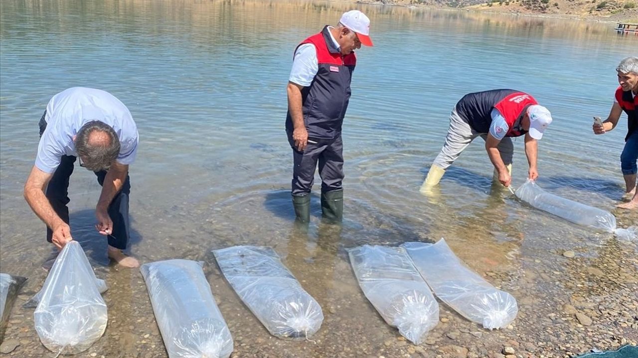 Elazığ'da 17 Milyon Yavru Sazan İç Sulara Bırakılıyor