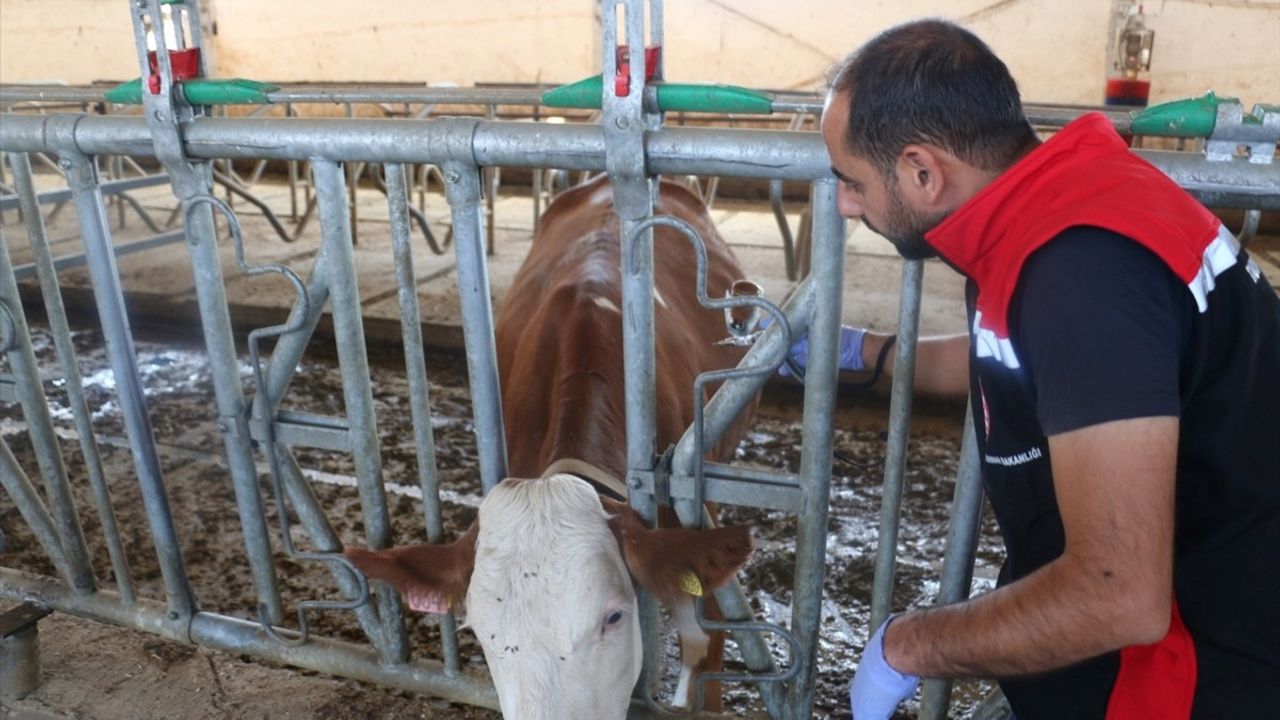 Erzincan'da Şap Hastalığına Karşı Yoğun Aşı Programı
